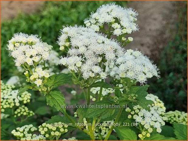 Eupatorium rugosum &#39;Lucky Melody&#39; | Koninginnekruid, Leverkruid | Braunblättriger Wasserdost