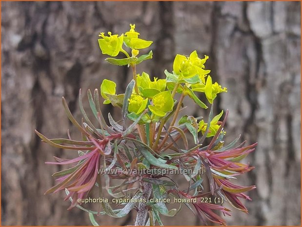 Euphorbia cyparissias &#39;Clarice Howard&#39; | Cipreswolfsmelk, Wolfsmelk | Zypressen-Wolfsmilch