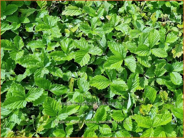 Fragaria vesca &#39;Yellow Wonder&#39; | Bosaardbei, Aardbei | Walderdbeere