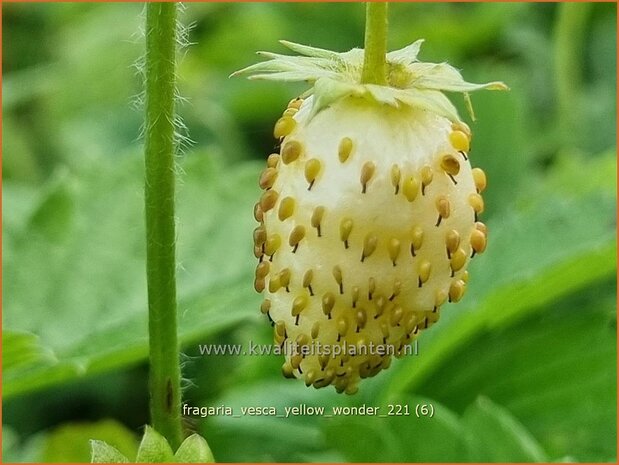 Fragaria vesca &#39;Yellow Wonder&#39; | Bosaardbei, Aardbei | Walderdbeere