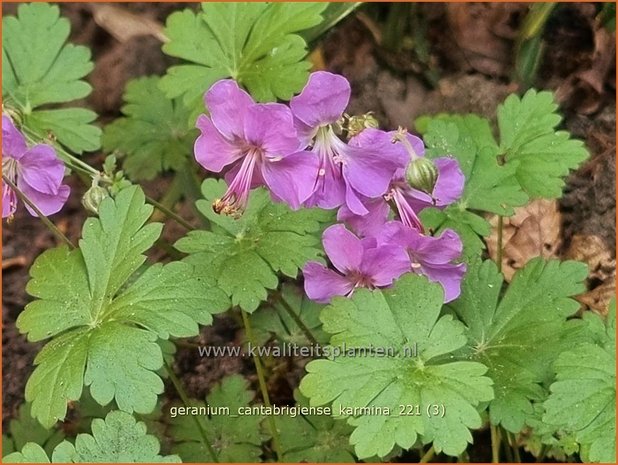 Geranium cantabrigiense 'Karmina'