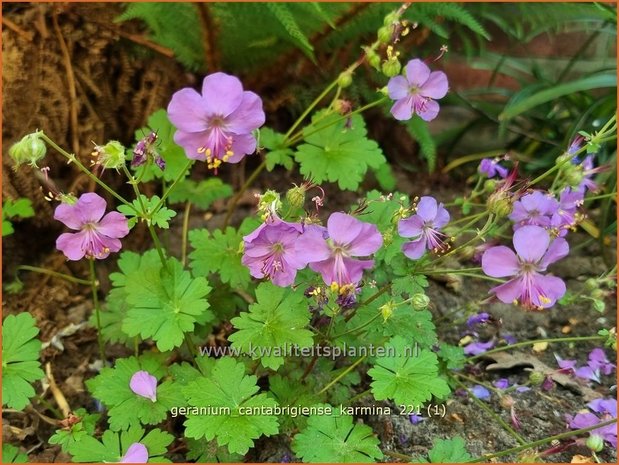 Geranium cantabrigiense 'Karmina'