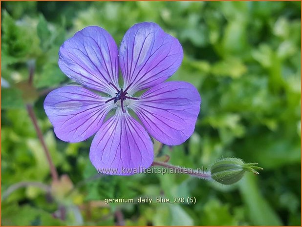 Geranium &#39;Daily Blue&#39; | Ooievaarsbek, Tuingeranium | Nepal-Storchenschnabel