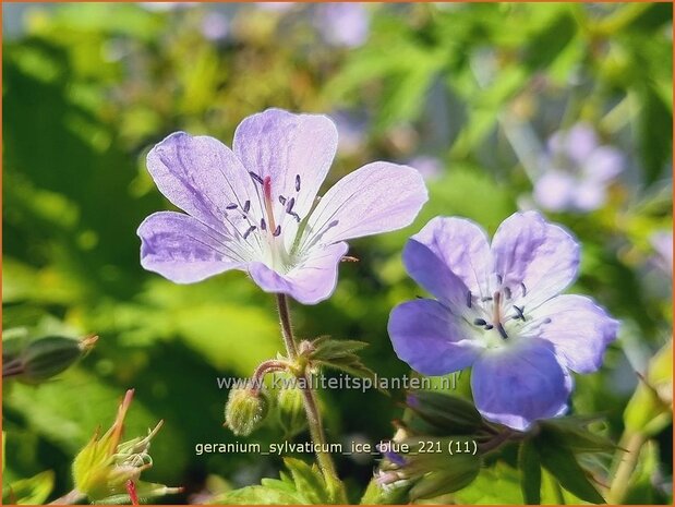 Geranium sylvaticum &#39;Ice Blue&#39; | Bosooievaarsbek, Ooievaarsbek, Tuingeranium | Wald-Storchschnabel