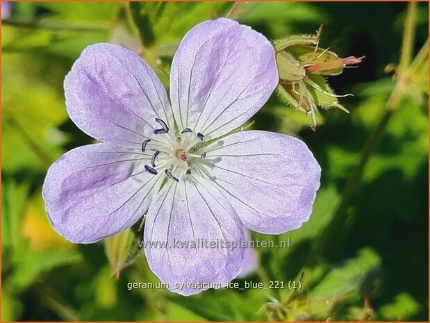 Geranium sylvaticum &#39;Ice Blue&#39; | Bosooievaarsbek, Ooievaarsbek, Tuingeranium | Wald-Storchschnabel