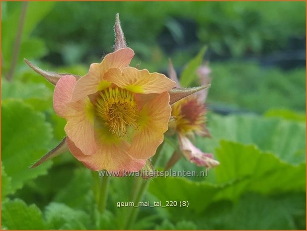 Geum &#39;Mai Tai&#39; | Nagelkruid | Nelkenwurz