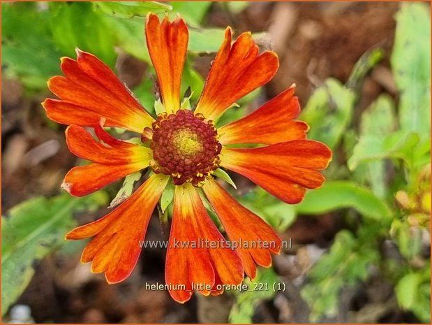 Helenium &#39;Little Orange&#39; | Zonnekruid | Sonnenbraut