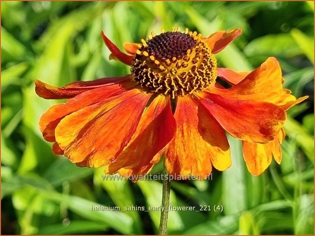 Helenium &#39;Sahins Early Flowerer&#39; | Zonnekruid | Sonnenbraut