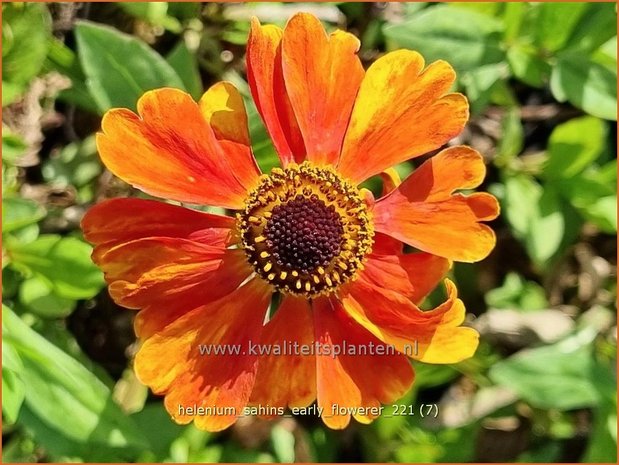 Helenium &#39;Sahins Early Flowerer&#39; | Zonnekruid | Sonnenbraut