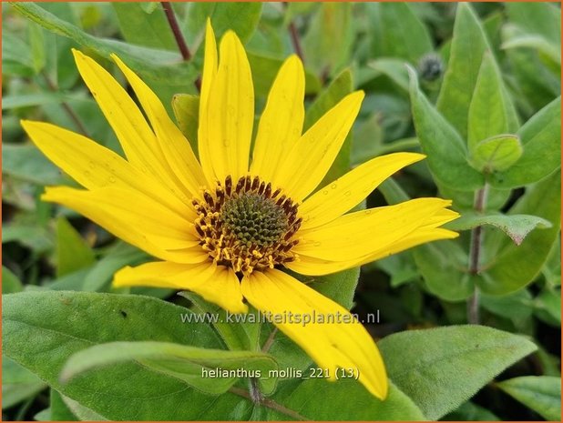 Helianthus mollis | Vaste zonnebloem | Behaarte Sonnenblume