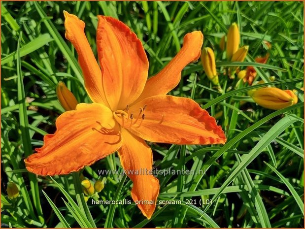 Hemerocallis 'Primal Scream' | Daglelie | Taglilie