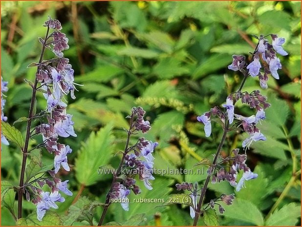 Isodon rubescens | Chinesische Buschnessel