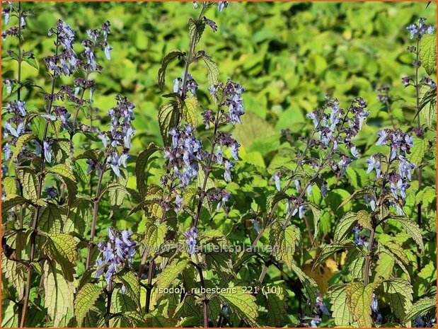 Isodon rubescens | Chinesische Buschnessel