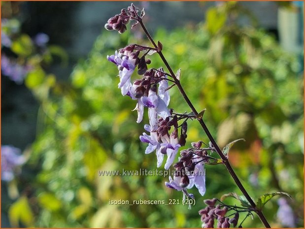 Isodon rubescens | Chinesische Buschnessel