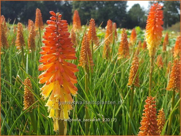 Kniphofia &#39;Backdraft&#39; | Vuurpijl, Fakkellelie | Fackellilie