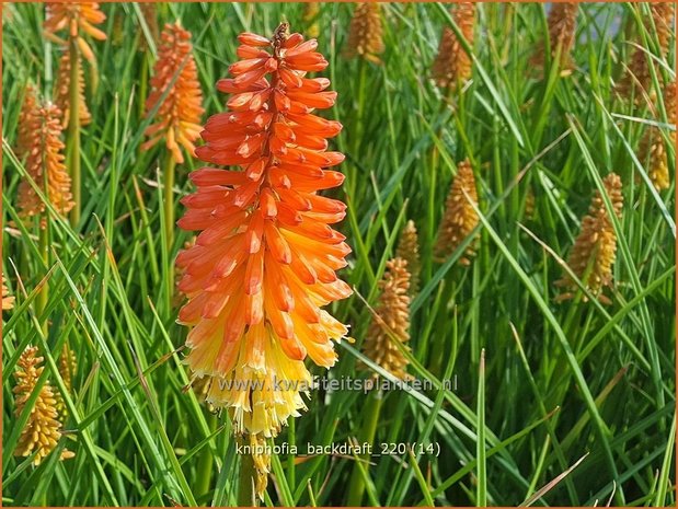 Kniphofia &#39;Backdraft&#39; | Vuurpijl, Fakkellelie | Fackellilie