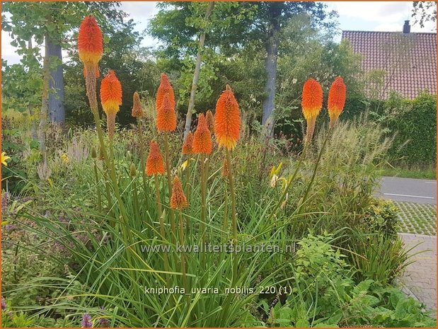 Kniphofia uvaria &#39;Nobilis&#39; | Vuurpijl, Fakkellelie | Schopf-Fackellilie