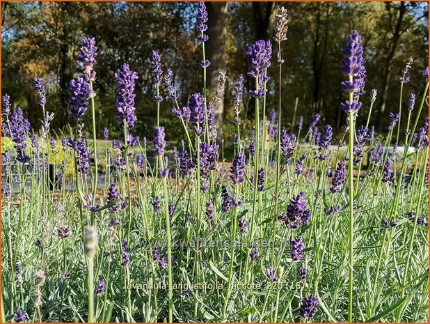 Lavandula angustifolia &#39;Hidcote&#39; | Echte lavendel, Gewone lavendel, Lavendel | Echter Lavendel