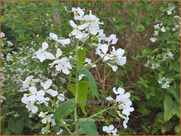 Lunaria annua &#39;Albiflora&#39; | Judaspenning | Einjähriges Silberblatt