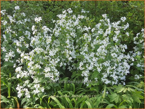 Lunaria annua &#39;Albiflora&#39; | Judaspenning | Einjähriges Silberblatt