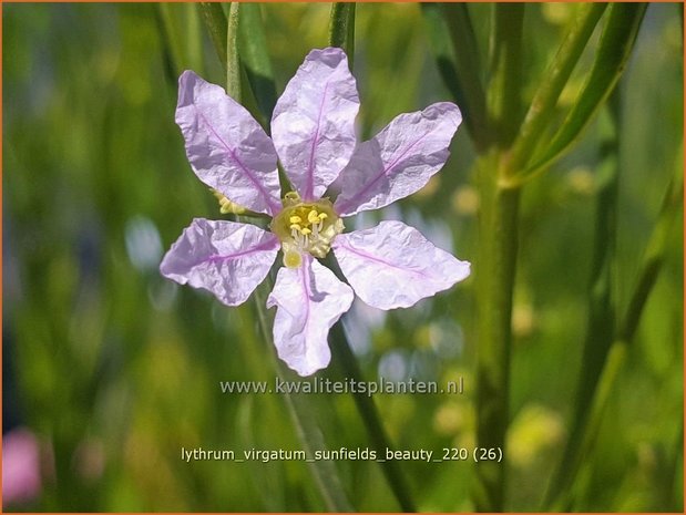 Lythrum virgatum 'Sunfields Beauty' | Fijne kattenstaart, Kattenstaart | Ruten-Weiderich