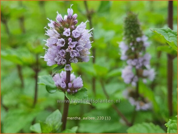 Mentha &#39;Aalbes&#39; | Munt | Minze