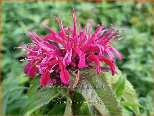 Monarda &#39;Balmy Rose&#39; | Bergamotplant, Indianennetel | Indianernessel