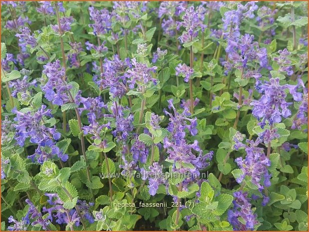 Nepeta faassenii | Grijs kattenkruid, Kattenkruid | Blaue Katzenminze