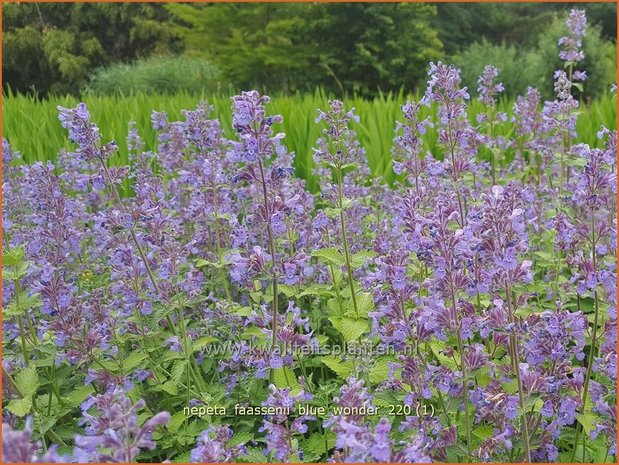 Nepeta faassenii &#39;Blue Wonder&#39; | Grijs kattenkruid, Kattenkruid | Blaue Katzenminze