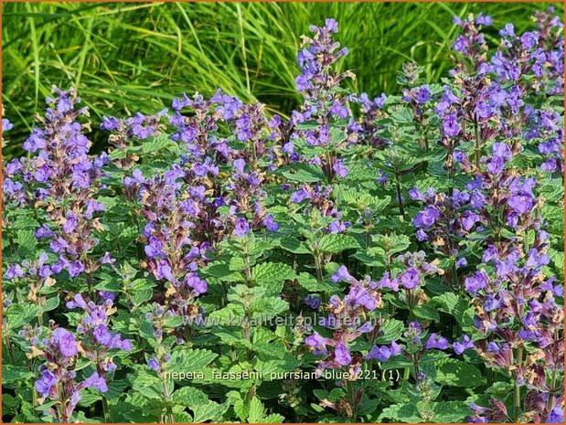 Nepeta faassenii &#39;Purrsian Blue&#39; | Grijs kattenkruid, Kattenkruid | Blaue Katzenminze