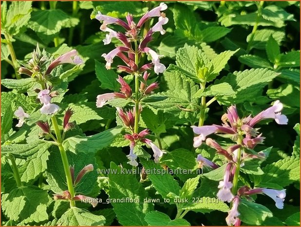 Nepeta grandiflora 'Dawn to Dusk' | Kattenkruid | Großblütige Katzenminze