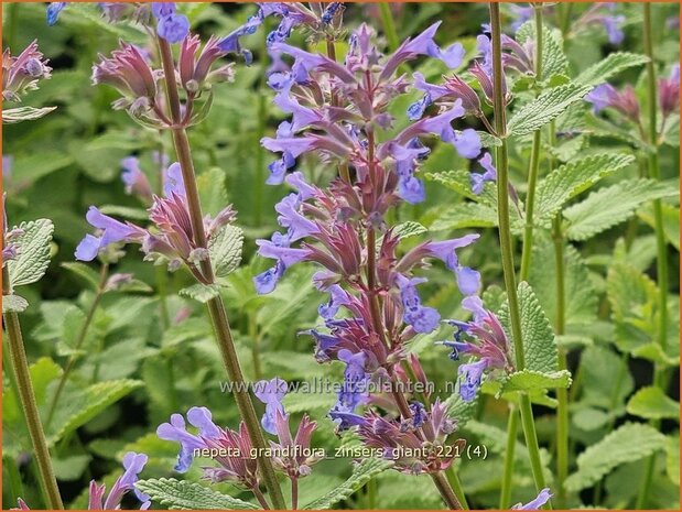 Nepeta grandiflora &#39;Zinser&#39;s Giant&#39; | Kattenkruid | Großblütige Katzenminze