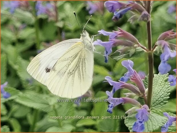 Nepeta grandiflora &#39;Zinser&#39;s Giant&#39; | Kattenkruid | Großblütige Katzenminze