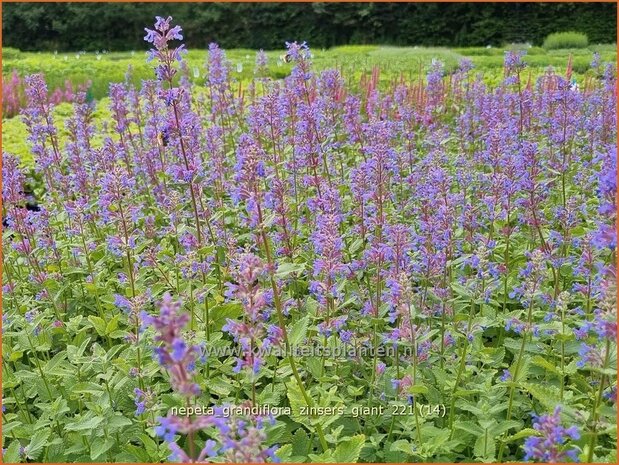 Nepeta grandiflora &#39;Zinser&#39;s Giant&#39; | Kattenkruid | Großblütige Katzenminze