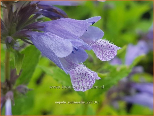 Nepeta subsessilis | Kattenkruid | Sitzende Katzenminze