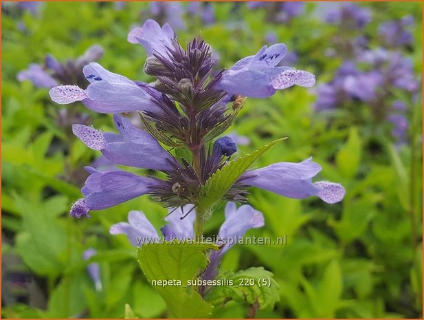 Nepeta subsessilis | Kattenkruid | Sitzende Katzenminze