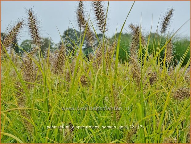 Pennisetum alopecuroides &#39;Hameln Gold&#39; | Breed lampenpoetsersgras, Borstelveergras, Lampenpoetsersgras | Lampen