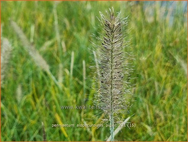 Pennisetum alopecuroides &#39;Piglet&#39;