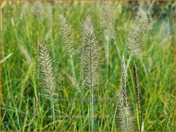 Pennisetum alopecuroides &#39;Piglet&#39; | Breed lampenpoetsersgras, Borstelveergras, Lampenpoetsersgras | Lampenputze