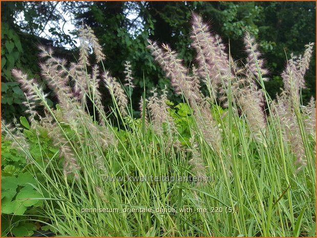 Pennisetum orientale 'Dance With Me' | Lampenpoetsersgras, Borstelveergras | Orientalisches Lampenputzergras