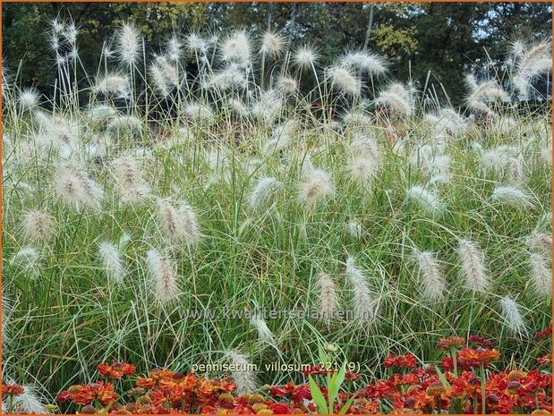 Pennisetum villosum | Zacht lampenpoetsersgras, Borstelveergras | Wolliges Lampenputzergras