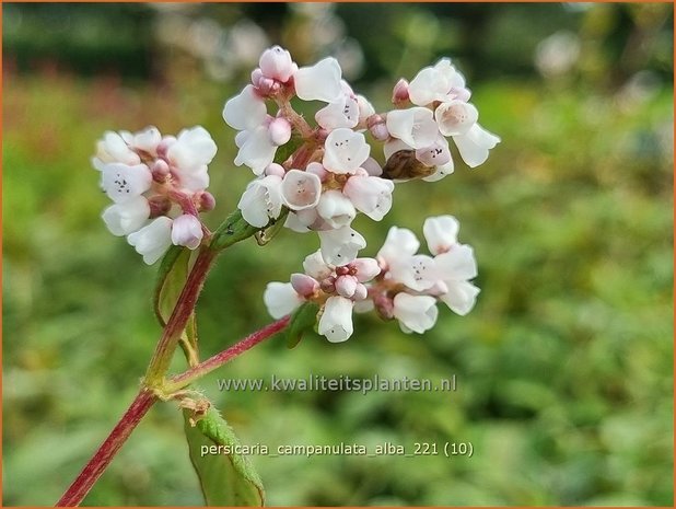 Persicaria campanulata 'Alba' | Belletjesduizendknoop, Klokjesduizendknoop, Duizendknoop | Glockenknöterich