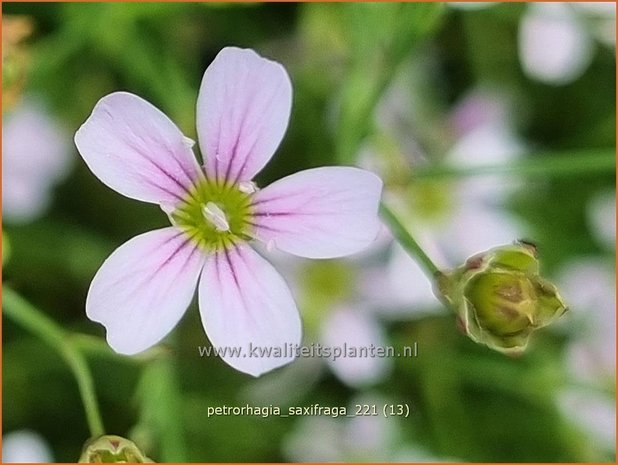 Petrorhagia saxifraga | Mantelanjer | Nelkenköpfchen