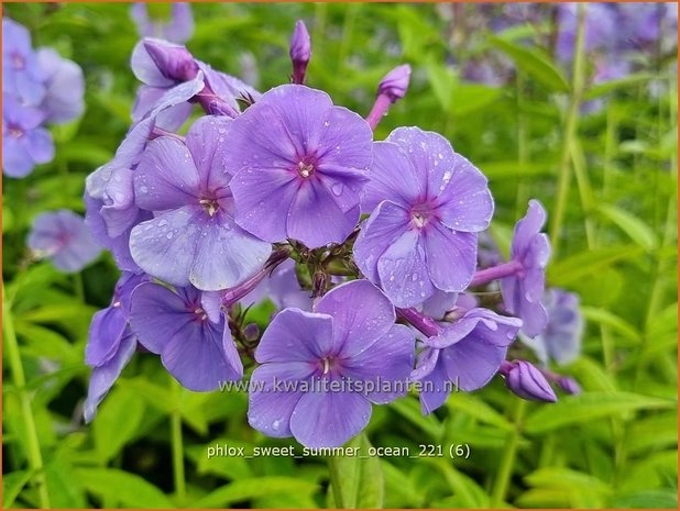 Phlox &#39;Sweet Summer Ocean&#39; | Hoge vlambloem, Vlambloem, Flox, Floks | Hohe Flammenblume