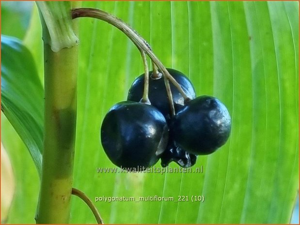 Polygonatum multiflorum | Veelbloemige salomonszegel, Salomonszegel | Vielblütige Weißwurz