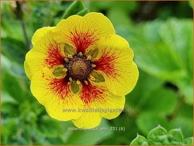 Potentilla &#39;Esta Ann&#39; | Ganzerik | Fingerkraut