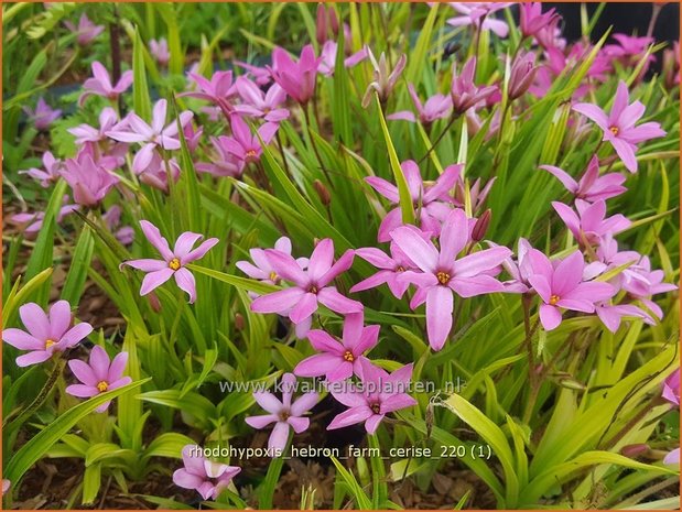 Rhodohypoxis &#39;Hebron Farm Cerise&#39; | Roodsterretje, Sterretjesgras | Grasstern