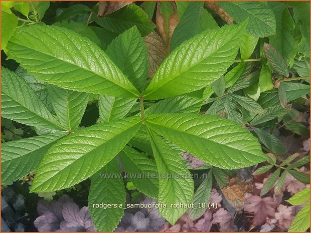 Rodgersia sambucifolia 'Rothaut' | Schout-bij-nacht, Kijkblad | Holunderblättriges Schaublatt