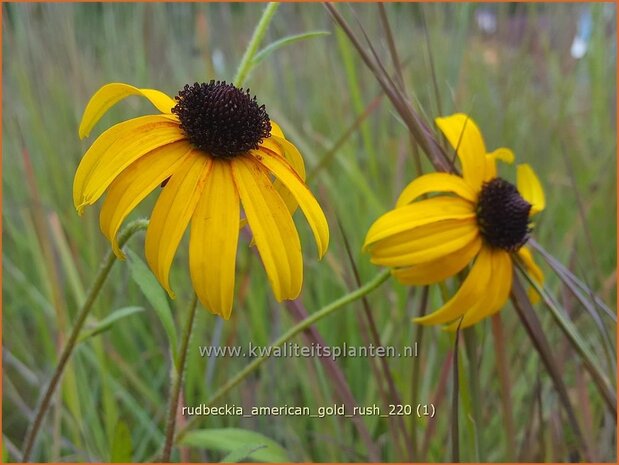 Rudbeckia &#39;American Gold Rush&#39; | Zonnehoed | Sonnenhut