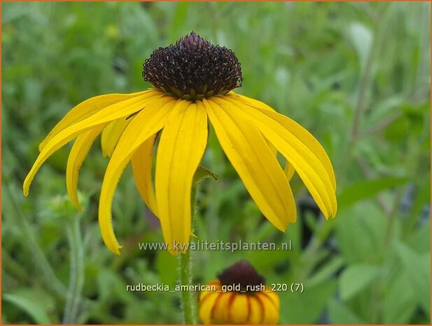 Rudbeckia &#39;American Gold Rush&#39; | Zonnehoed | SonnenhutRudbeckia &#39;American Gold Rush&#39; | Zonnehoe